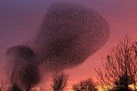 starling-murmuration-16[6]